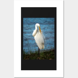 Eastern Great Egret, Maleny, Queensland Posters and Art